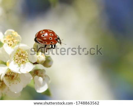 Eyed Ladybird (Anatis ocellata). Ladybug preparing to fly from white flowers of bird cherry tree to the blue sky in sunny day