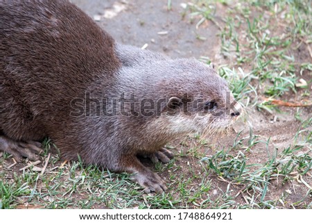 Asian small-clawed otter (in german Zwergotter) Amblonyx cinereus