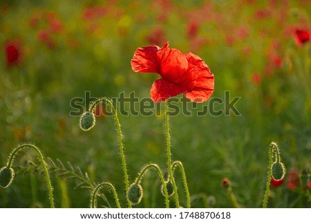 Spring field with red poppies