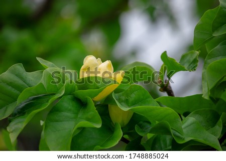Yellow magnolias in the garden.  Large magnolia flowers among fresh leaves on tree branches. Shallow depth of field.