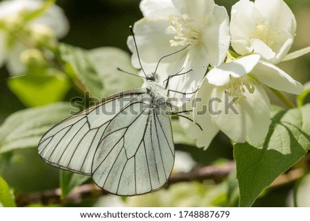butterfly and flower in nature