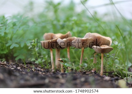 Close up Picture of Mushrooms in garden