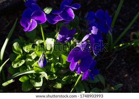 Beautiful blue viola flowers closeup lit by the sun