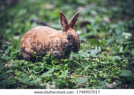 Red rabbit in the grass jumps runs eats. Zoo nursery household. Earwigs. Hare in nature.