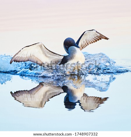 Bird beautifully flying on the water background. Reflection of bird wings. Natural parks of Russia. Wild animals and birds