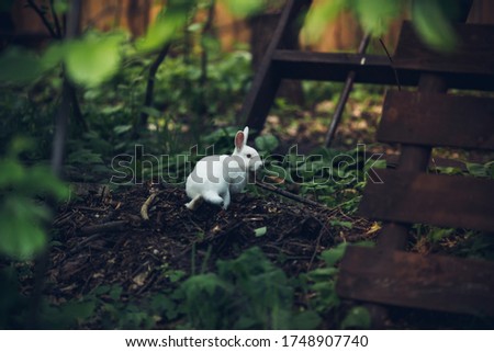 White rabbit in the grass jumps runs eats. Zoo nursery household. Earwigs. Hare in nature among wooden fences