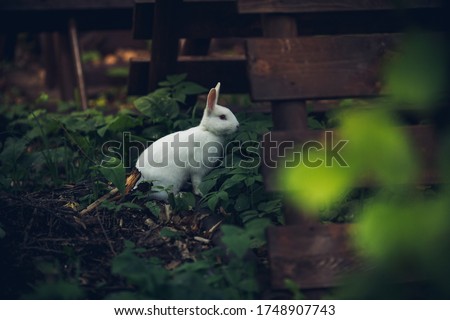 White rabbit in the grass jumps runs eats. Zoo nursery household. Earwigs. Hare in nature among wooden fences