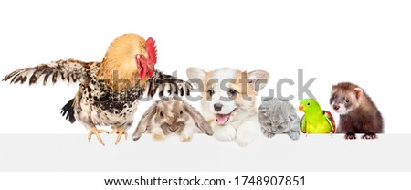 Group of pets looking together over empty white banner. isolated on white background