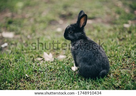 A small black rabbit in the grass jumps runs eats. Zoo nursery household. Earwigs. Hare in nature among wooden fences. Easter bunny.