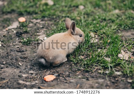 A small light rabbit in the grass jumps runs eats. Zoo nursery household. Earwigs. Fuzzy the hare. Easter bunny.
