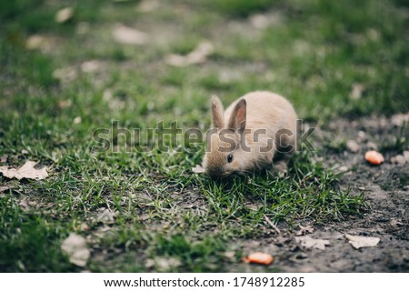 A small light rabbit in the grass jumps runs eats. Zoo nursery household. Earwigs. Fuzzy the hare. Easter bunny.