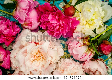 Pink red Peony flowers. Floral wall with power flower may rose blossom