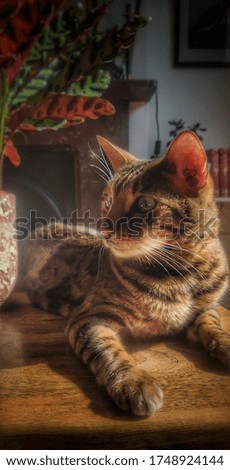 bengal cat relaxing in a living room