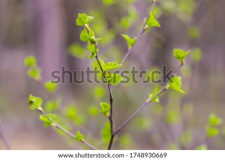 Spring bright background with birch leaves. Web banner, screen, mobile app colorful design. High quality photo