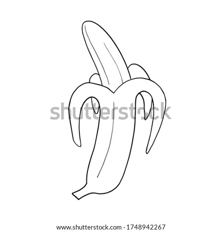 Fresh ripe sketch of nanana fruit. Simple vector illustration of hand drawn sketch.