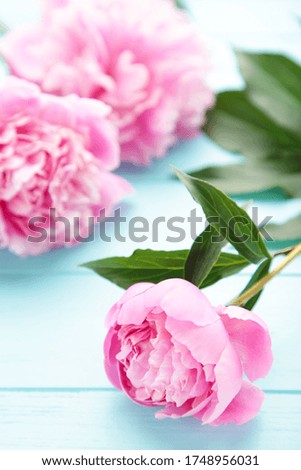 Pink peony flowers on blue wooden background. Top view