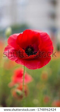 Close up of red poppy flower in the foreground on blurred field meadow background