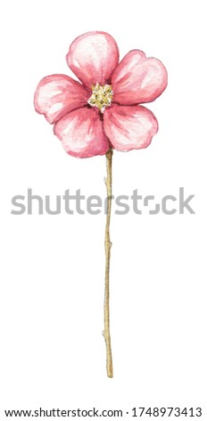 One vintage red flower isolated on white background. Watercolor hand drawn illustration