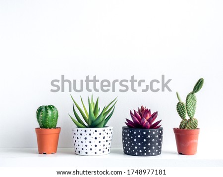 Plants pot. Green and red succulent plants in modern black and white with dots pattern colour painted concrete planters and cactus in plastic pots on shelf on white background. Royalty-Free Stock Photo #1748977181