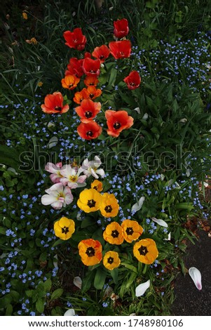 wild poppies , forget me not  and other flowers in various colours inlcuding red, yellow, pink, along with green foliage 