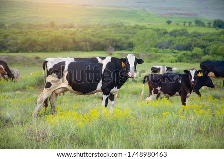 color cows in the green field background