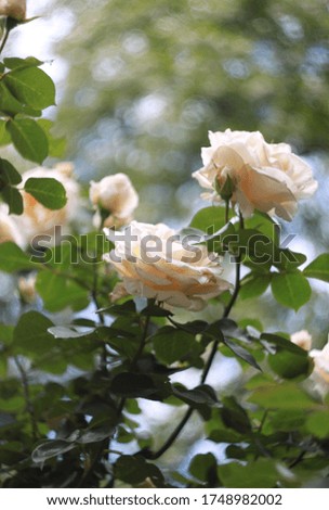 Fresh rose garden in full bloom, flower bunch with bokeh background, manual focus fine art photo