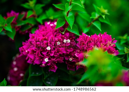 Blooming purple  bougainvillea flowers with bright green background . 