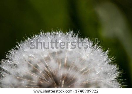 Macro view of dandelion blowball covered with morning dew drops.