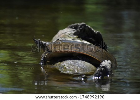 A spiny softshell turtle sunning itself on a log in the Cass River in the Shiawassee National Wildlife Refuge. Royalty-Free Stock Photo #1748992190