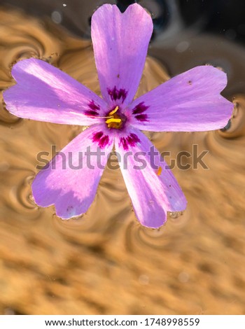 Macro shot of a light purple wild flower isolated on water