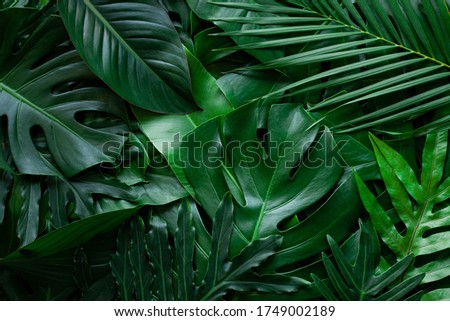 closeup nature view of tropical leaf background, dark green wallpaper concept.