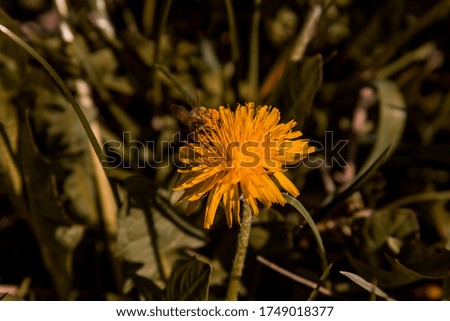 Beautiful dandelion background in the nature