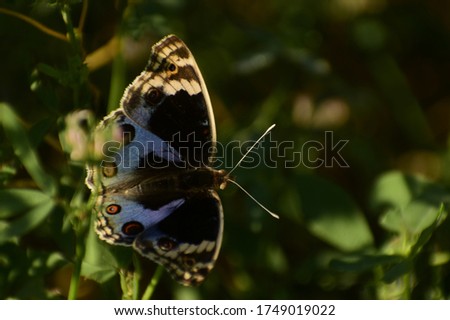 Blue pansy ( junonia orithya ) butterfly resting in nature, natural background, Mandi, Himachal pradesh, India