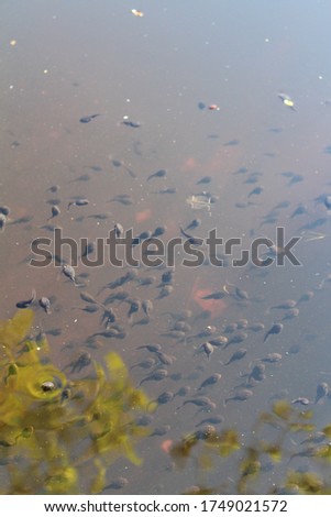 Baby frogs swimming in a pond