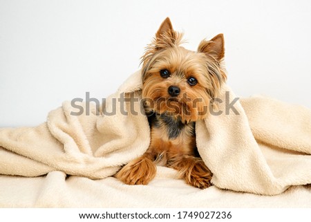Yorkshire terrier with blanket, Dog resting,Cute dog, Funny Yorkie Royalty-Free Stock Photo #1749027236