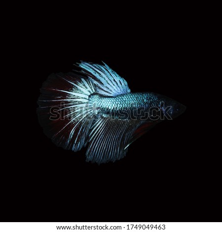 black and blue color cupang or betta fish halfmoon backgraund black