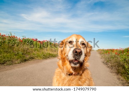 Dog on poppy field,
retriever, golden retriever,
