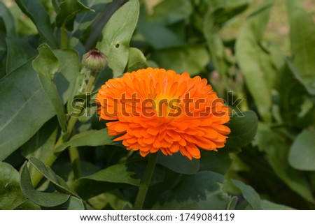 marigold calendula flower with green leaves