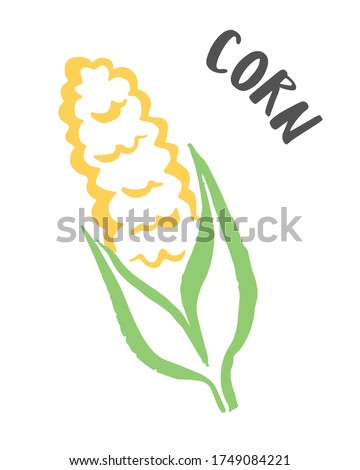 Corn drawing hand painted with ink brush isolated on white background. Vector illustration