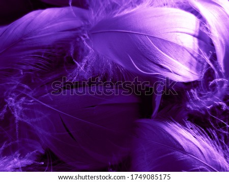 Beautiful abstract white and purple feathers on black background and soft white feather texture on white pattern and purple background, feather pink background, purple banners