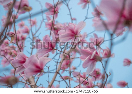 Spring floral background. Beautiful light pink magnolia flowers. 