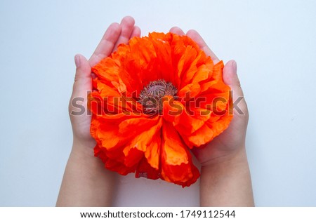 Red poppy flower with large petals in the hands of a child on a light background.
