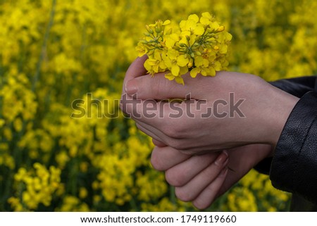 female hand squeezes a bouquet of canola flowers. flowering rapeseed field. selective focus Royalty-Free Stock Photo #1749119660