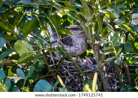 Mockingbird and a nest full of babies in the mountain laurel
