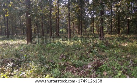 pic of a teak forest nilambur