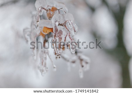 The frozen tree branches in the park in winter