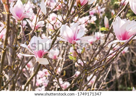 Beautiful spring magnolia tree blossom in park.
