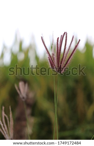 wild grass flower are blooming.
