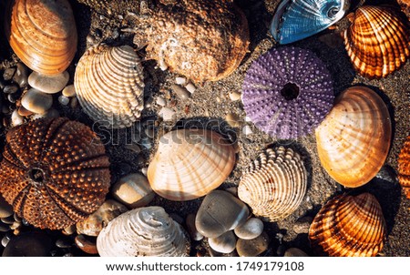 collection of sea urchins and clam shells on wet sand top view closeup 