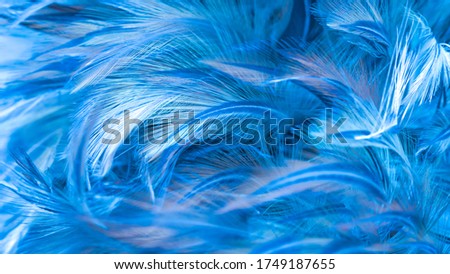 Luxury blue ultramarine fur chicken feather lightweight texture background.